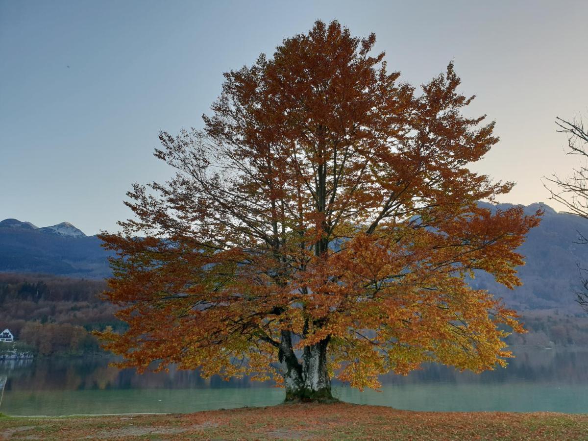 Apartments Vila Darja Bohinj Luaran gambar