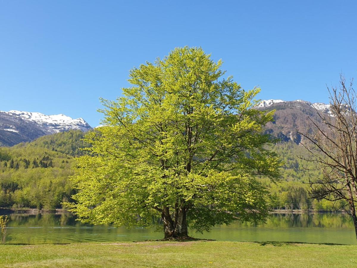 Apartments Vila Darja Bohinj Luaran gambar